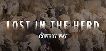 Lost in the Herd - The Cowboy Way
